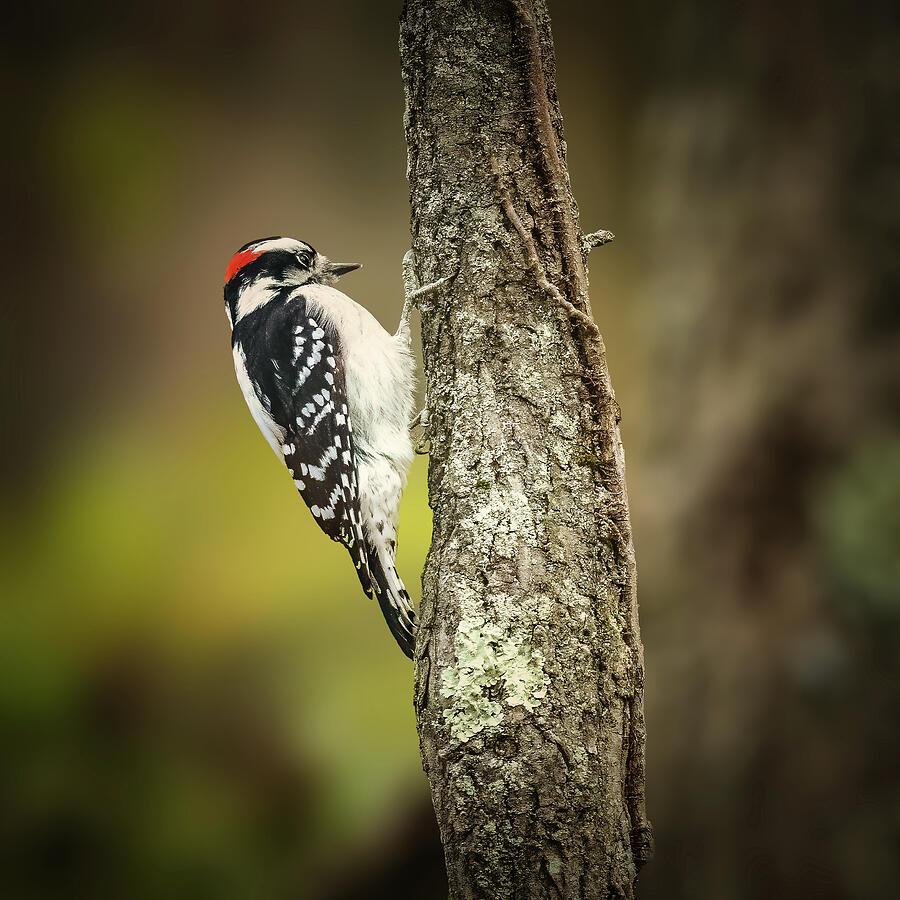 Woodpecker Photograph by Alexander Image Woodpecker Photograph by Alexander Image