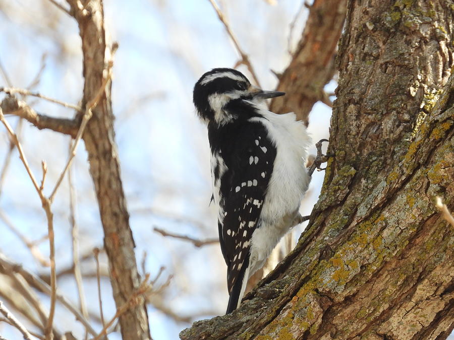 Woodpecker Photograph by Amanda R Wright