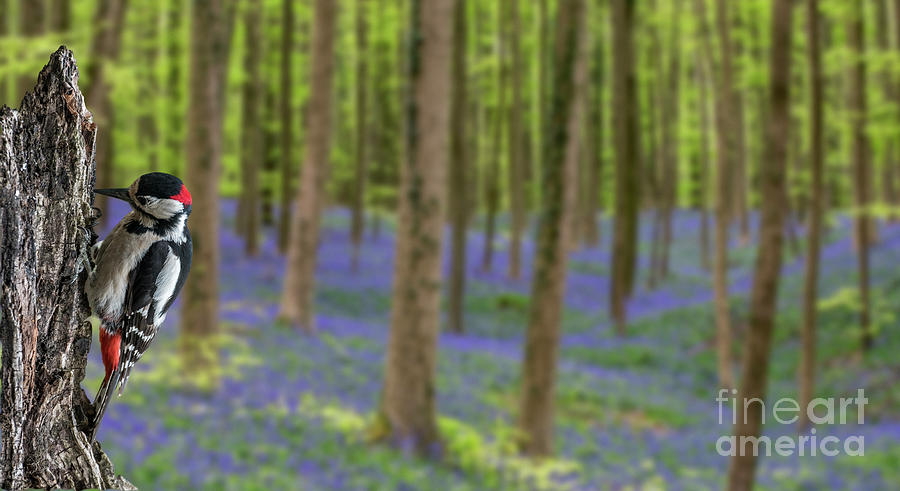 Woodpecker and Bluebells Photograph by Arterra Picture Library