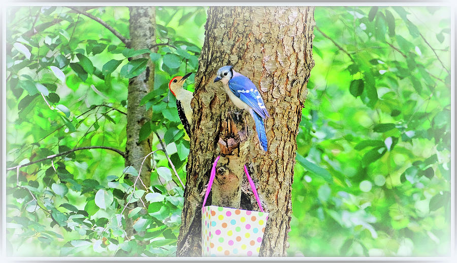 Woodpecker Digital Art - Woodpecker And Bluejay Neighbors by Constance Lowery