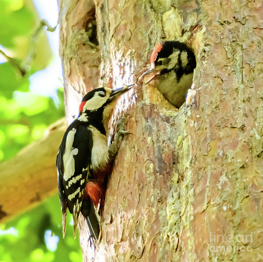 Woodpecker and young Photograph by Colin Rayner