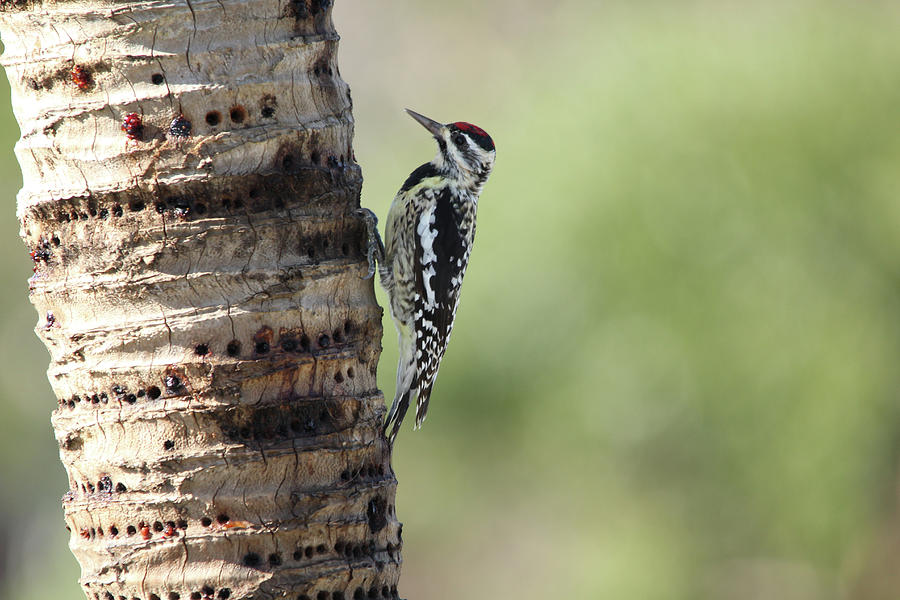 Woodpecker at Work Photograph by Montez Kerr
