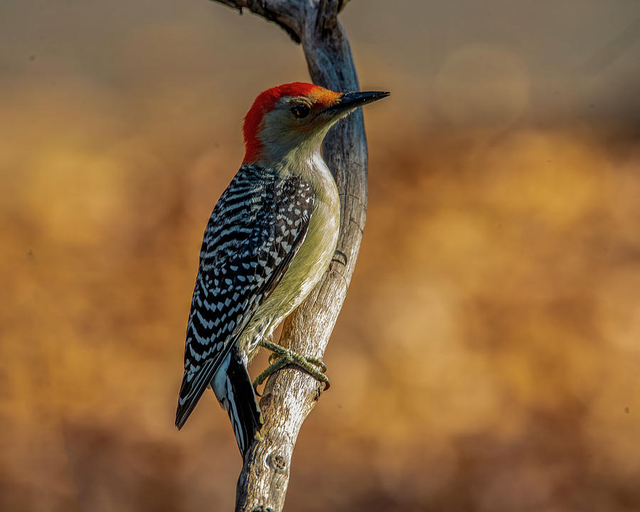Woodpecker Autumn Photograph by Cathy Kovarik