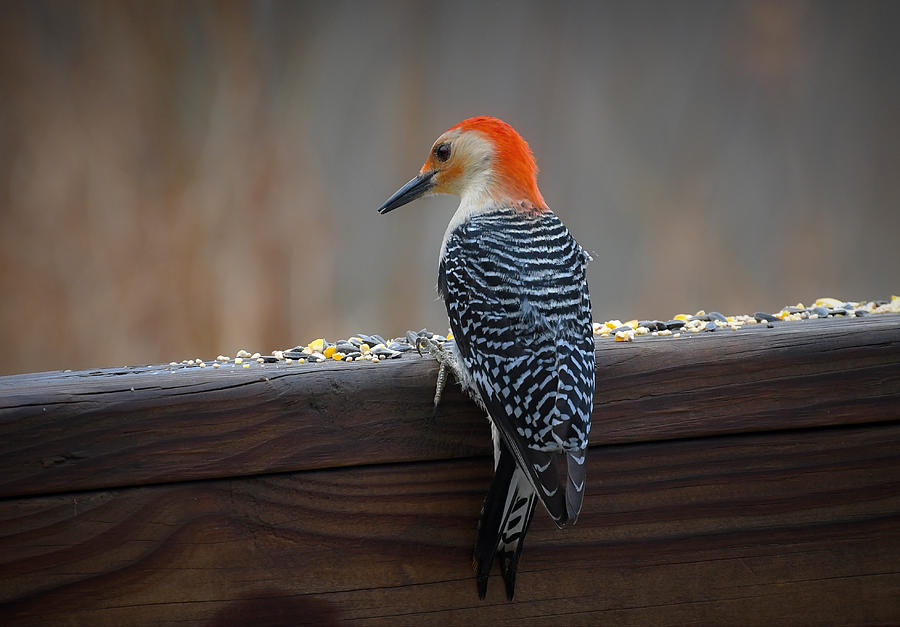 Woodpecker Banquet Photograph by Fraida Gutovich