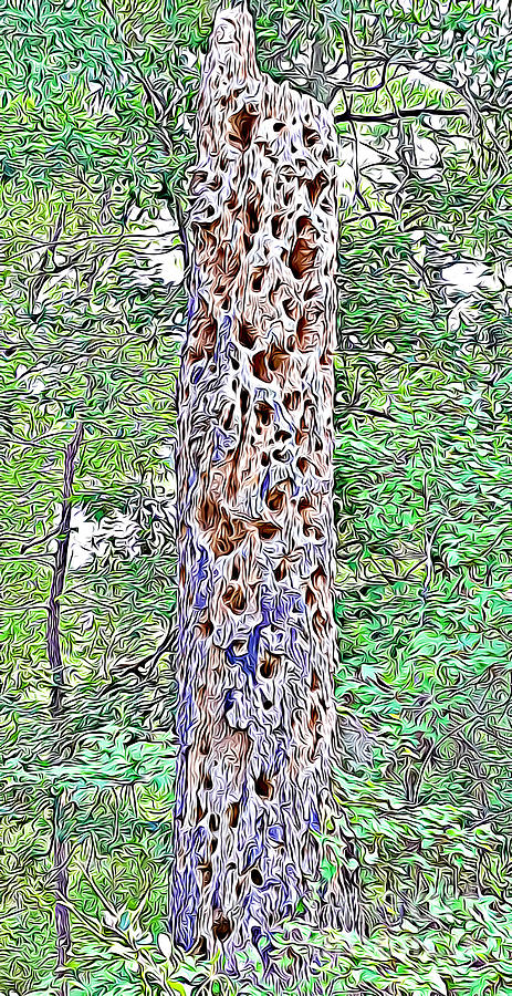 Woodpecker Cafe in Francis Marion Forest by Tracy Ruckman Woodpecker Cafe in Francis Marion Forest by Tracy Ruckman