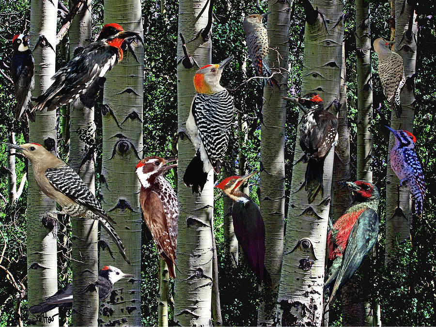 Woodpecker Collage Photograph by David Salter