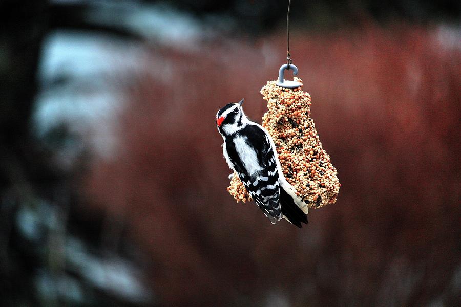 Woodpecker  Photograph by David Matthews