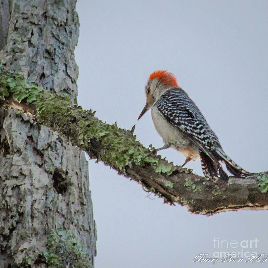 Woodpecker feeding Photograph by Barry Bohn