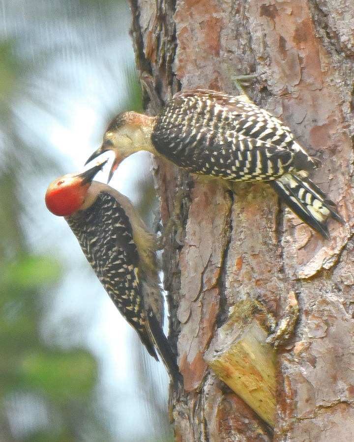 Woodpecker Feeding Photograph by Jerry Griffin