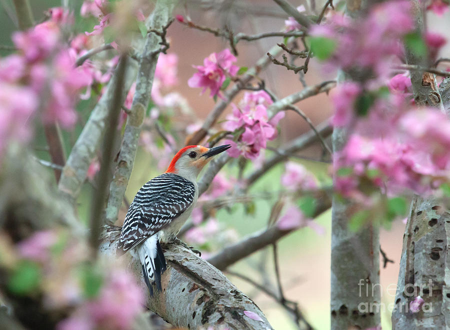 Woodpecker Floral Photograph by Jayne Carney