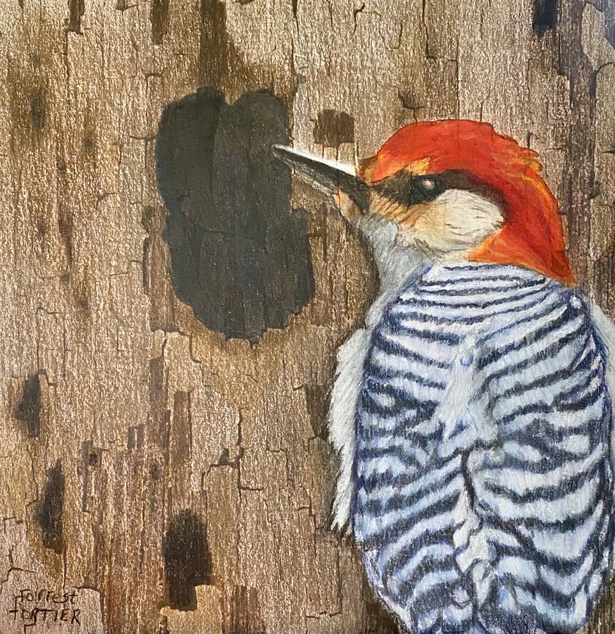 Woodpecker Drawing by Forrest Fortier