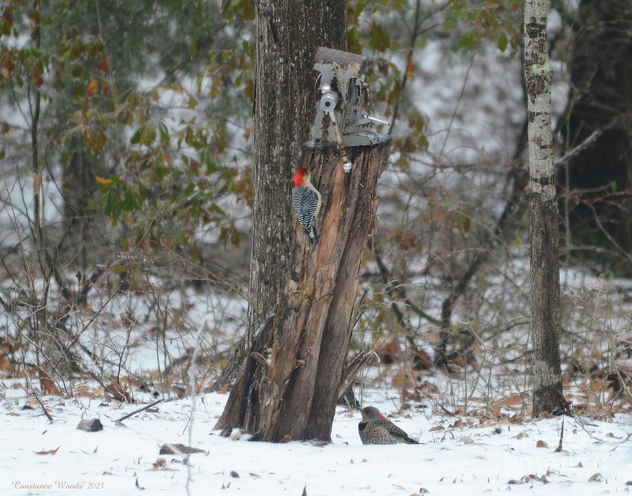 Woodpecker Friends In Snow Digital Art by Constance Woods