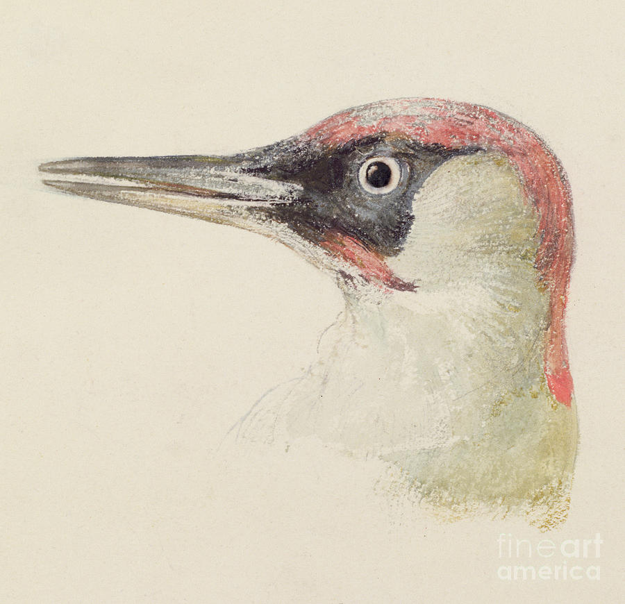 Woodpecker, from The Farnley Book of Birds Painting by Joseph Mallord William Turner