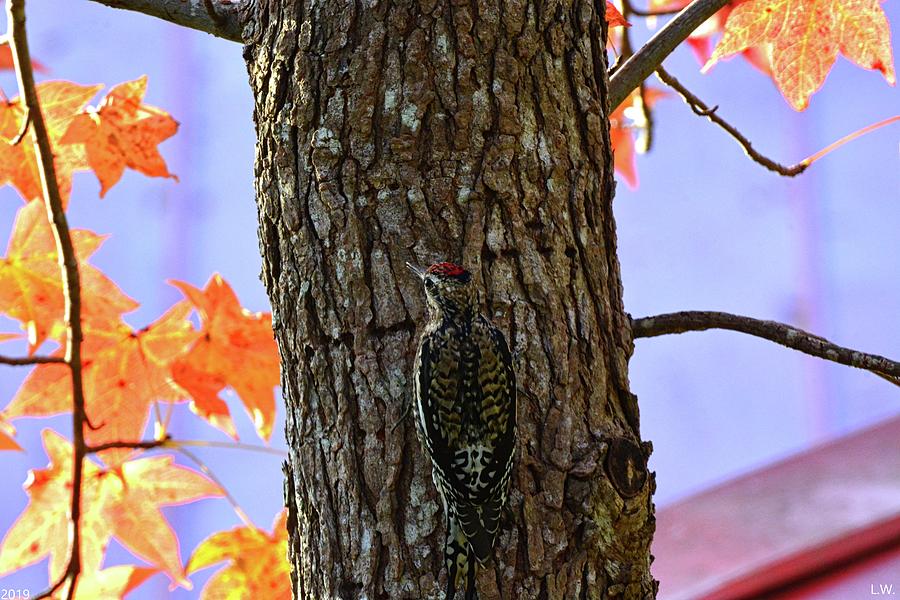 Woodpecker In A Tree Photograph by Lisa Wooten
