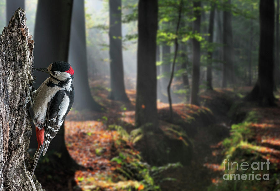Woodpecker in Dark Forest Photograph by Arterra Picture Library