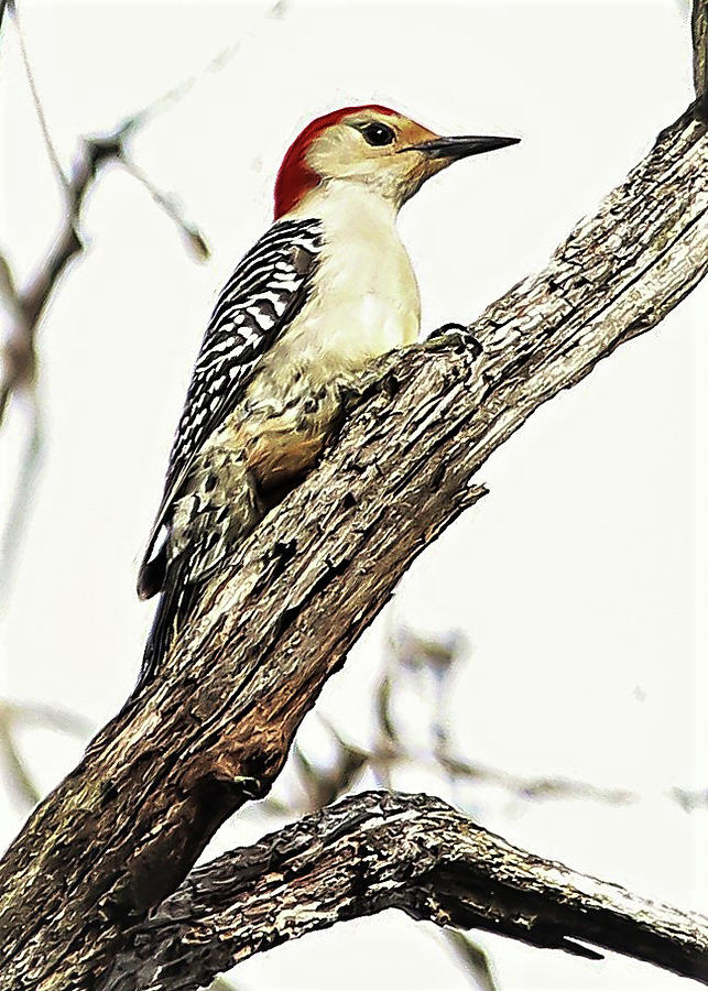 Woodpecker Photograph by John Linnemeyer