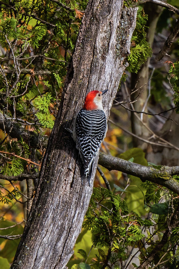 Woodpecker Photograph by Kim Sowa