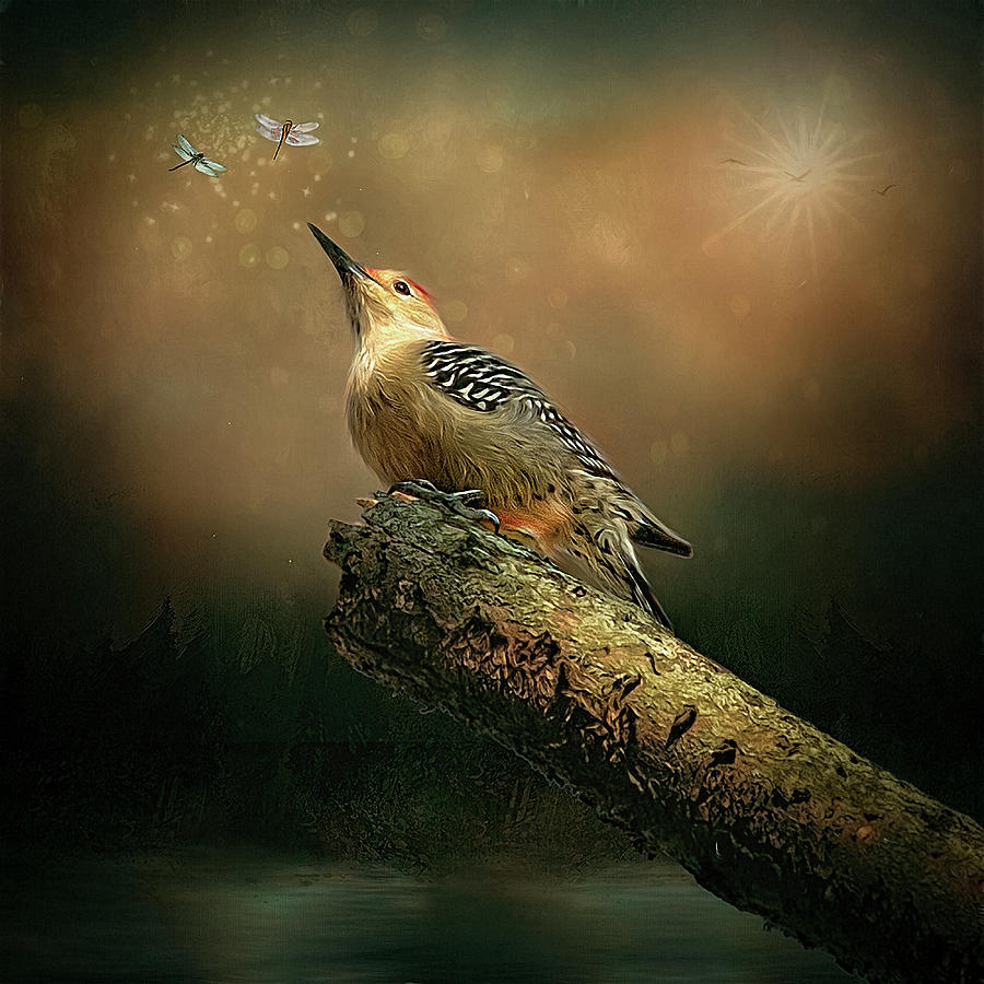 Woodpecker Digital Art by Maggy Pease
