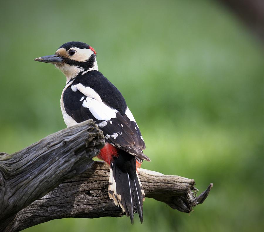 Woodpecker Photograph By Mo Lee - Fine Art America