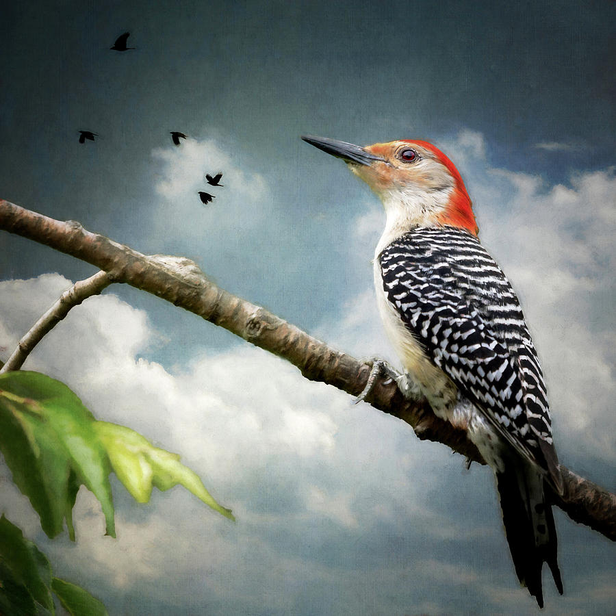 Woodpecker on a Branch Photograph by Deborah Penland