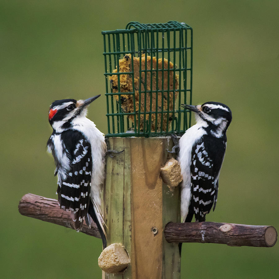 Woodpecker Pair Photograph by David Heilman