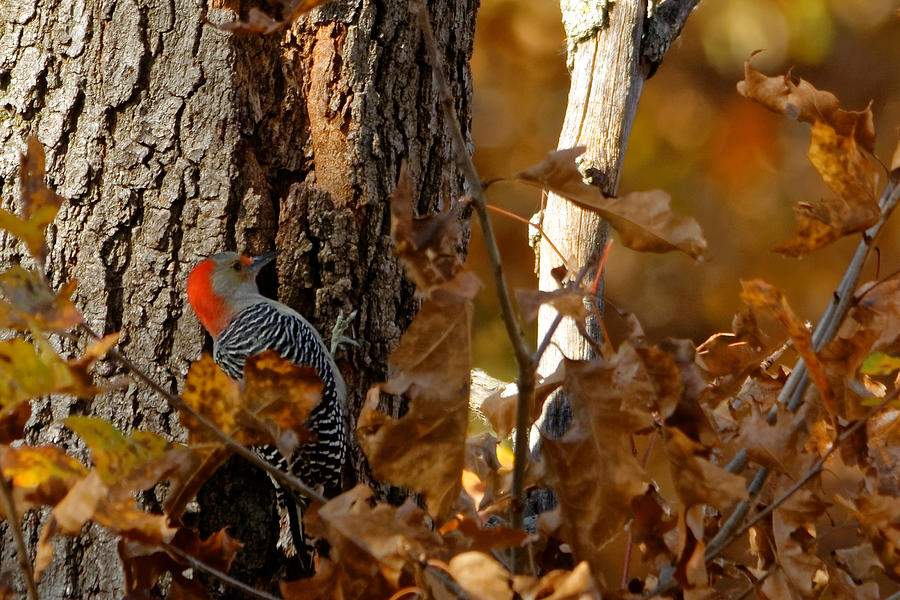 Woodpecker Photograph by Peter Ponzio