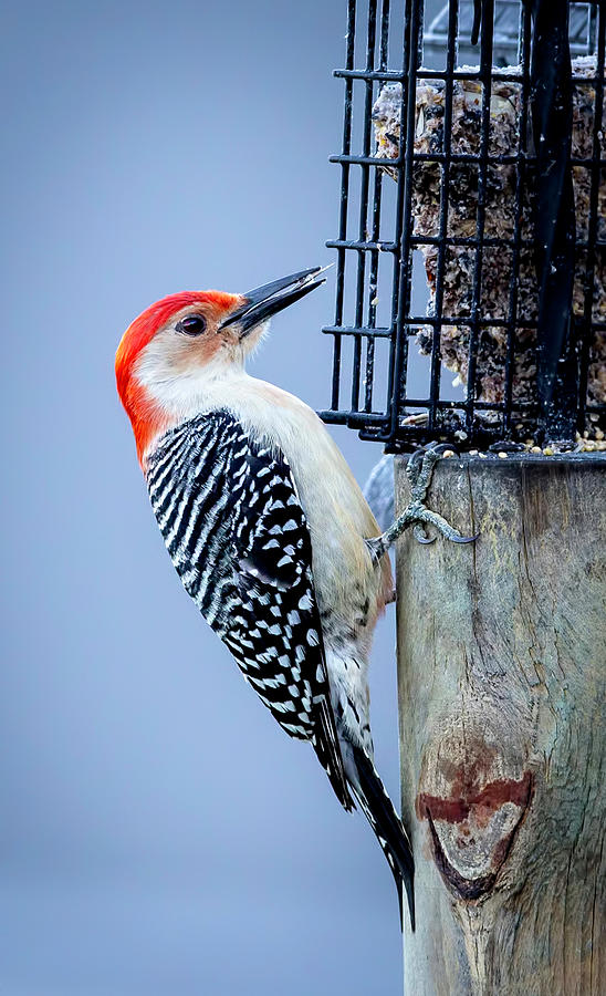 Woodpecker Tongue Photograph by Deborah Penland