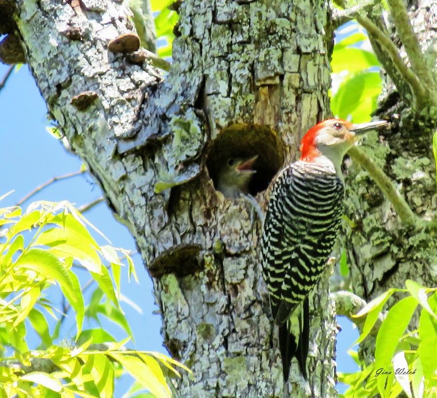 Woodpecker with Chicks Photograph by Gina Welch - Fine Art America