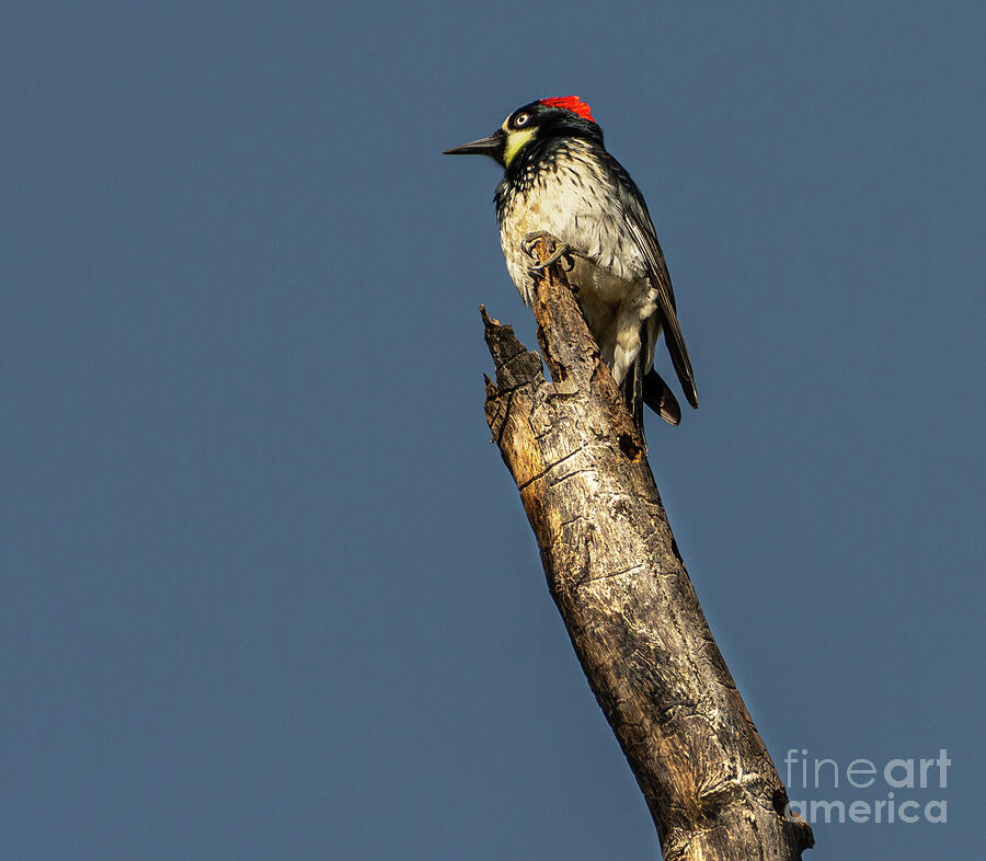 Woodpecker World Photograph by Nick Boren