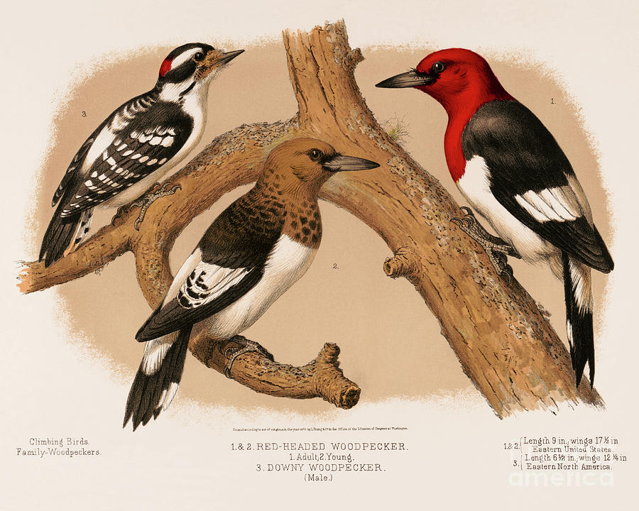 Woodpeckers Drawing by Heidi De Leeuw