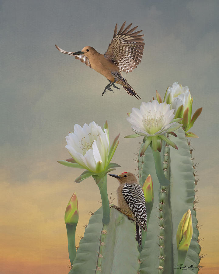 Woodpeckers and Cactus Flowers Digital Art by M Spadecaller