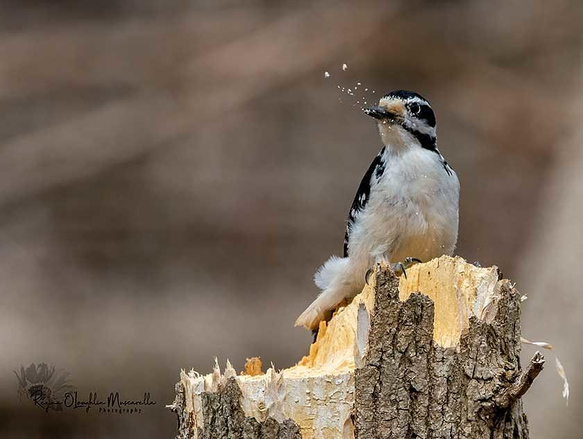 Woodpeckers Lunch Photograph by Regina Muscarella
