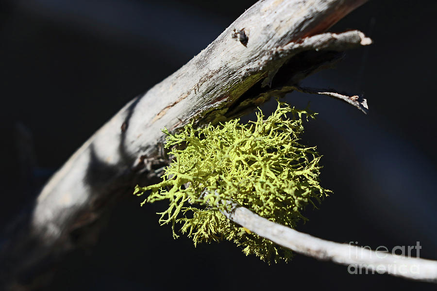 Nature Photograph - WOODRIVER_133 Fruticose Lichen by Howard Stapleton