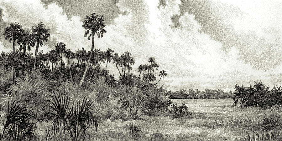 Woodruff Wildlife Refuge Drawing by Michael Everett - Fine Art America