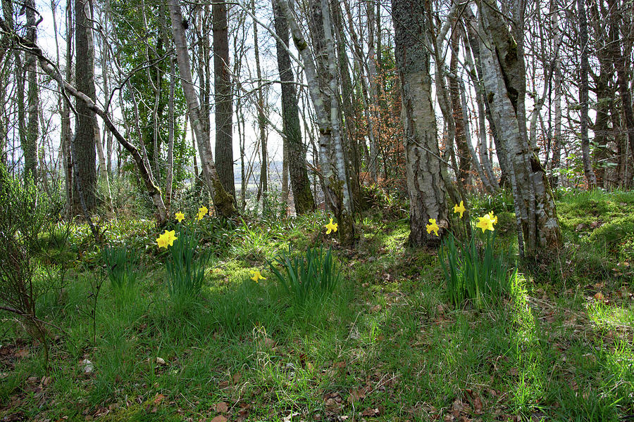 Tree Photograph - Woods and Daffodils by Alternative Perspectives