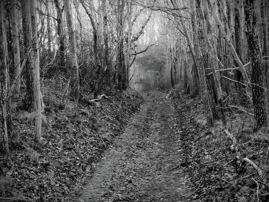 Woods at Pilgrim Heights Photograph by David Wennerberg - Fine Art America