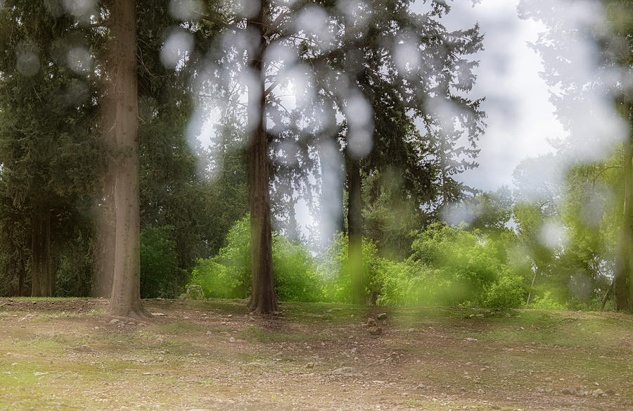 Woods Impression 2 of Park Ayalon Canada Photograph by Dubi Roman Woods Impression 2 of Park Ayalon Canada Photograph by Dubi Roman