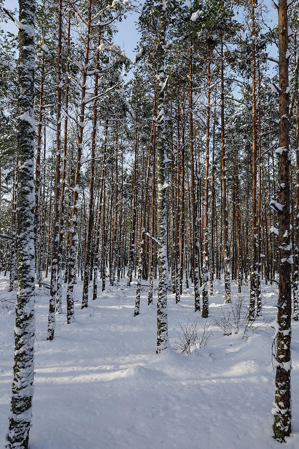 Woods in snow Photograph by Alexander Farnsworth