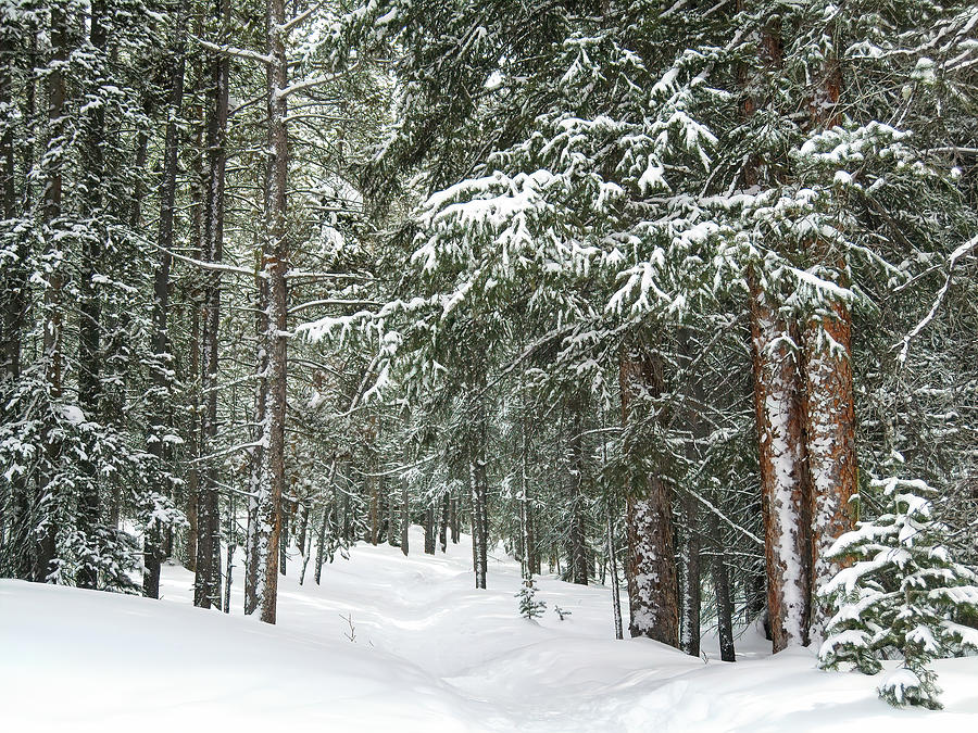 Woods in Winter Photograph by Eric Glaser