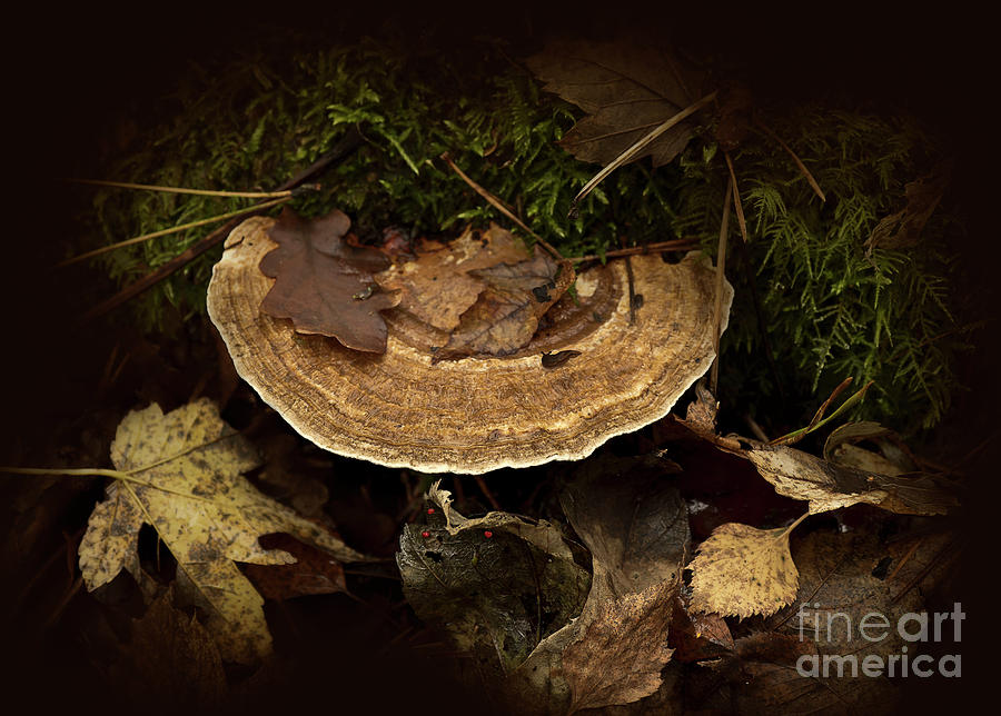 Woods Jewels On The Plate - Bracket Fungus, Leaves And Moss - Damp And Wet Cold Lovers  Photograph by Tatiana Bogracheva