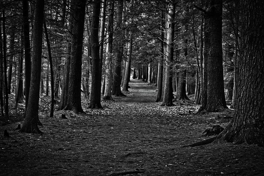 Woods Path Black and White Photograph by Chris Washburn - Fine Art America