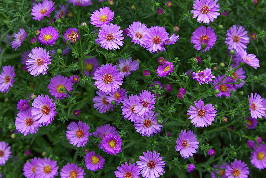 Woods Pink Aster Photograph by Loyd Towe Photography