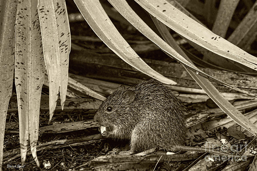 Woods Rat and Corn Photograph by Deborah Benoit