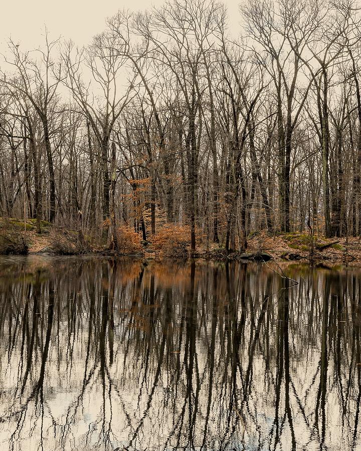 Woods reflections  Photograph by Natalia Baquero