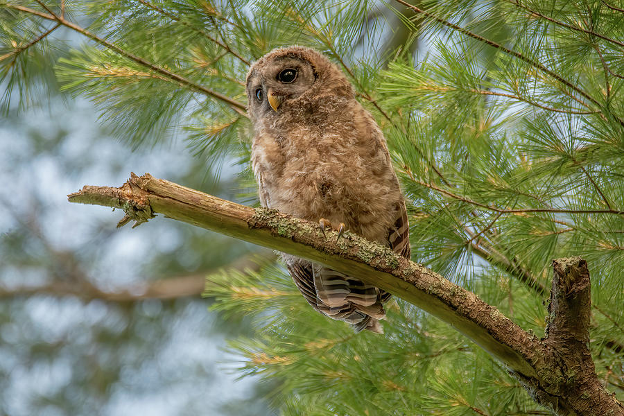 Woods Watcher, Young Barred Owl Photograph by Marcy Wielfaert