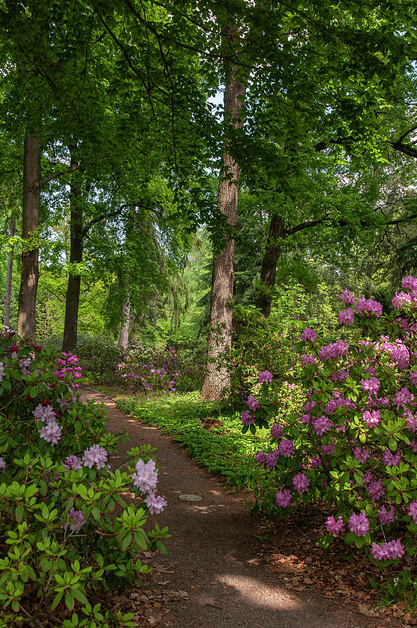 Woods with Blooming Rhododendrons 1 Photograph by Jenny Rainbow