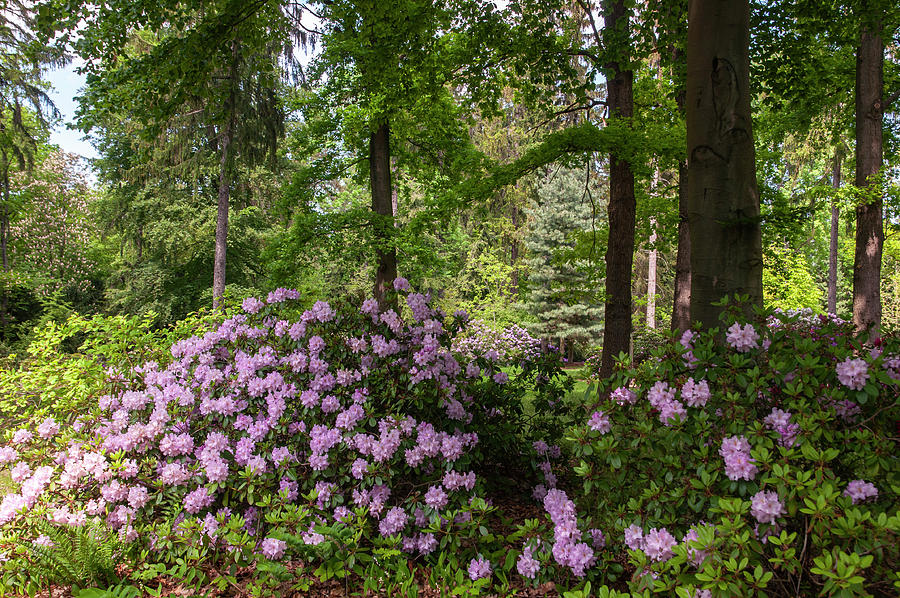 Woods with Blooming Rhododendrons Photograph by Jenny Rainbow