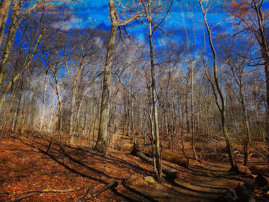Woods with Deep Blue Sky Digital Art by Russ Considine