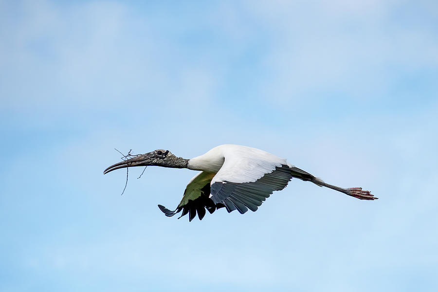 Woodstork flying with stick Photograph by Bradford Martin