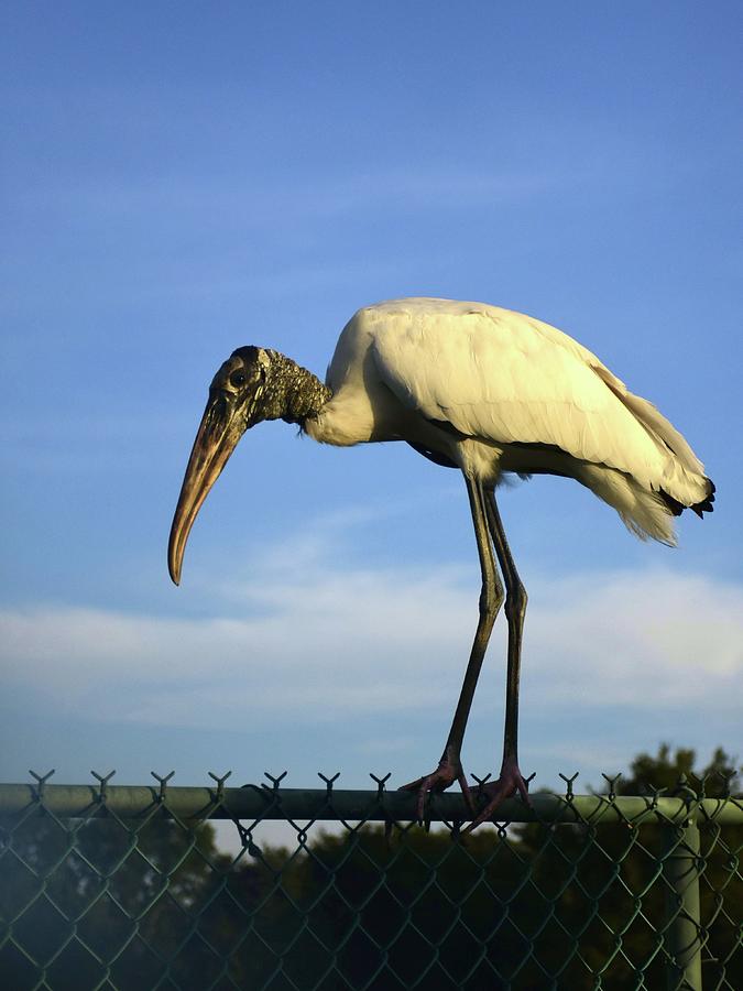 Woodstork on a fence  Photograph by Christopher Mercer